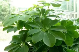 这4种花，剪个枝插水里，10天就生根，特别好养活图片