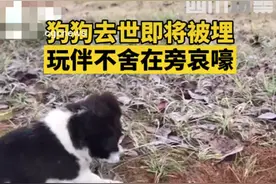 狗狗去世即将被埋，玩伴不舍在旁刨土哀嚎挽留！网友：万物皆有灵图片
