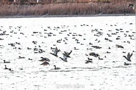连云港 一湖“精灵”舞出最美春景图片