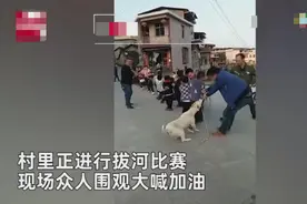 村民们拔河比赛，狗狗叼绳当“外援”使劲拉扯，全程超可爱图片