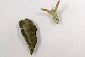 超强再生能力！海蛞蝓自断头部还能长出完整新身体视频封面