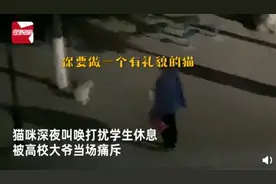 猫咪深夜打扰学生休息，被高校大爷痛斥，知情人：它的春天来了图片