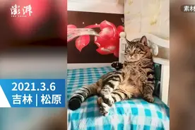 成精了！猫咪躺床角打拍子听京剧，网友：动作和老大爷一模一样图片
