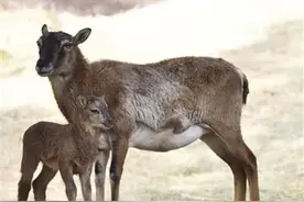 大青山野生动物园摩弗伦羊家族添丁了 十多只萌宝太吸粉图片
