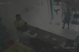 巴西一只受伤流浪狗主动进宠物医院求助 朝医生抬爪子展示伤口图片