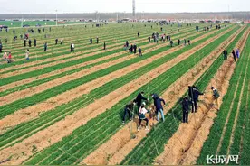 图解｜河北：植绿40载 12亿人次植树41.55亿株图片