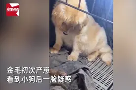 金毛初次产崽把自己吓一跳，满脸疑惑不敢相信，呆坐原地一动不动图片