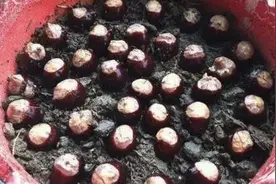 这几种水果籽儿泡水里，一周就发芽生根，长成最美小盆栽图片