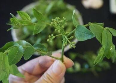 花胶子煮水泡脚 2026年花胶子煮水泡脚的作用