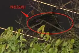 孔雀昆明街头闲逛被全国网友围观！这次云南人真的解释不清了......图片