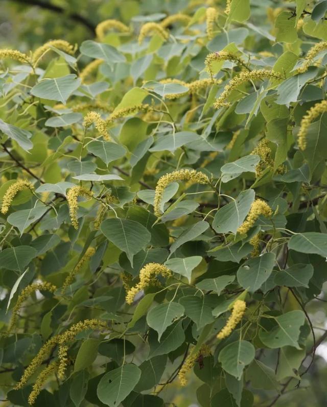 榉栎栾椴楸桕桧楝柊……这些生僻字你都认识吗？