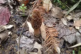 每斤至少六七百元，杭州男子上山发现“宝贝”，孩子抢着吃！但这位驴友，有点冒险了……图片