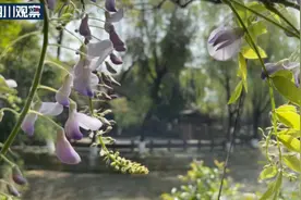 成都紫藤花开了 梦幻紫瀑等你来约图片