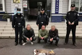 重庆三男子爱吃野味到国家森林公园捕得麂子，涉非法狩猎被拘图片