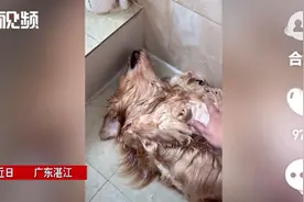 狗狗洗澡后躺地上一动不动，主人走近发现真相后心情大变图片