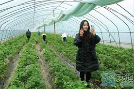 叶县农特产从田间地头走进直播镜头图片