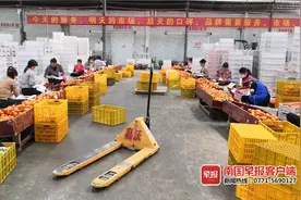清洗后的沃柑，连果皮都可以吃！记者直击武鸣沃柑保鲜加工厂图片