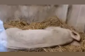 14岁“猪坚强”瘦骨嶙峋无法站立 饲养员：希望它挺到5·12视频封面