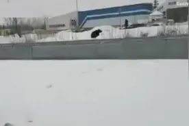 俄罗斯一只私人圈养的熊从笼子逃出 街头追赶一名男子图片