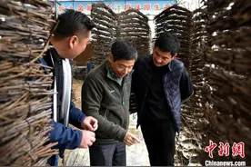 探访大沙河畔沛县“蝉鸣小镇”：林下种金蝉拓宽乡村振兴路图片