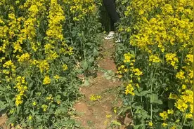 游客踩踏油菜花拍视频，景区：每年都有农民反映视频封面