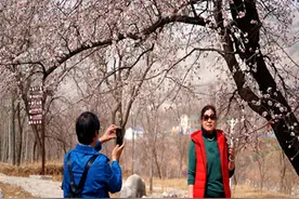 潍坊青州市：百亩杏花盛开，千枝万朵迎春来图片