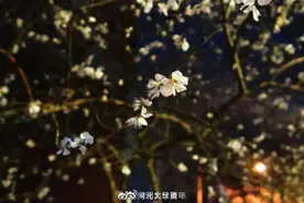 河大繁花似锦，静待学子归来图片