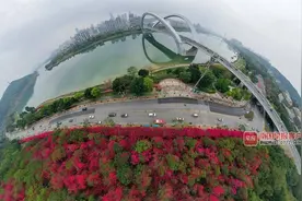 春风和煦，邕江北畔“梅”红似火图片
