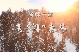 锦绣中国|飞“阅”森林视频封面