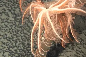 我国科学家命名并发表的海洋生物“派大星”入选WoRMS年度“十大海洋新物种”图片