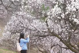 临潼官沟：杏花开时岭如画 骊山深处春意浓图片