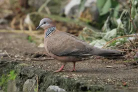 年轻、社交、专业化——14万中国“鸟人”图鉴图片