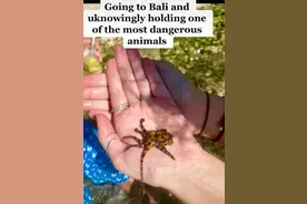 女子手握蓝环章鱼拍照 后发现有剧毒能杀死26个人图片