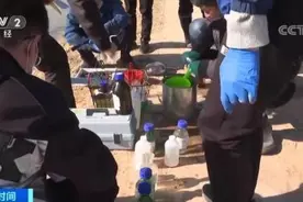 黄河国堤内丢弃死猪事件追踪：当地已确定嫌疑人2名，并启动追责问责程序图片