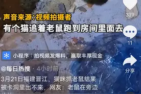 大意了！猫抓老鼠结果被卡洞里出不来，主人找师傅砸墙救出；网友：现实版猫和老鼠图片