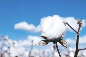 分享一个冷知识：人民币的主要成分是棉花