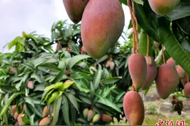 “产地直供”消费者 三亚芒果未采摘即已“名果有主”图片