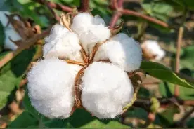 上千年种植史、产量全国第一、世界顶级品质……新疆棉花到底有多强？图片