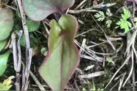 舌尖上的“春天”！在昭化，吃到这些野菜，春天才算不白过图片