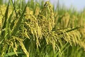 国际粮价飙涨 专家：国际粮价上涨不足以影响中国的粮食安全图片