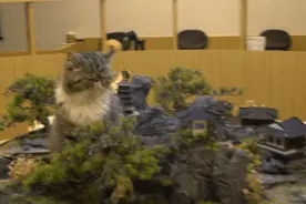 “宅家式撸猫”来了！它是猫咖+自习室+桌游馆+私人电影院……图片