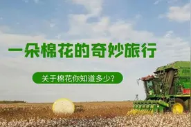 人民币的原料是棉花、棉杆可做家具……这些关于棉花的冷知识你知道吗？图片