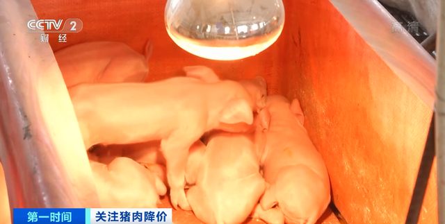 猪肉价格跌破20元！销量还大降50%？！十字路口，养殖户怎么走？弃养还是扩大规模？
