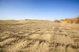 南疆掠影：胡杨林、团场和采棉季图片