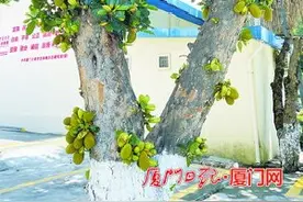 厦门这棵菠萝蜜长了近40颗果实 植物学专家解疑释惑图片