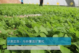 甘肃定西：马铃薯苗扩繁忙视频封面