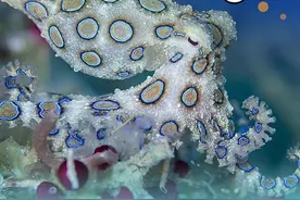 深圳海域惊现罕见剧毒蓝环章鱼，我竟然和它对视了...图片