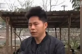 男子网购300只母鸡苗，几个月后傻眼了图片