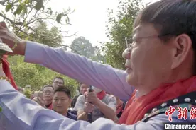云南米地贡茶园茶王树933克鲜叶拍出23万元图片