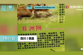 游客在动物园狮笼舍发现金毛犬，无奈表示没法和孩子解释，园方回应了图片